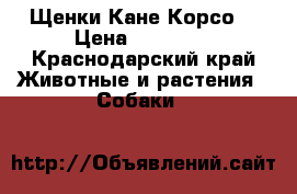 Щенки Кане Корсо. › Цена ­ 20 000 - Краснодарский край Животные и растения » Собаки   